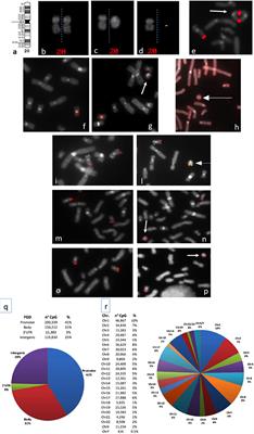 Ring Chromosome 20 Syndrome: Genetics, Clinical Characteristics, and Overlapping Phenotypes